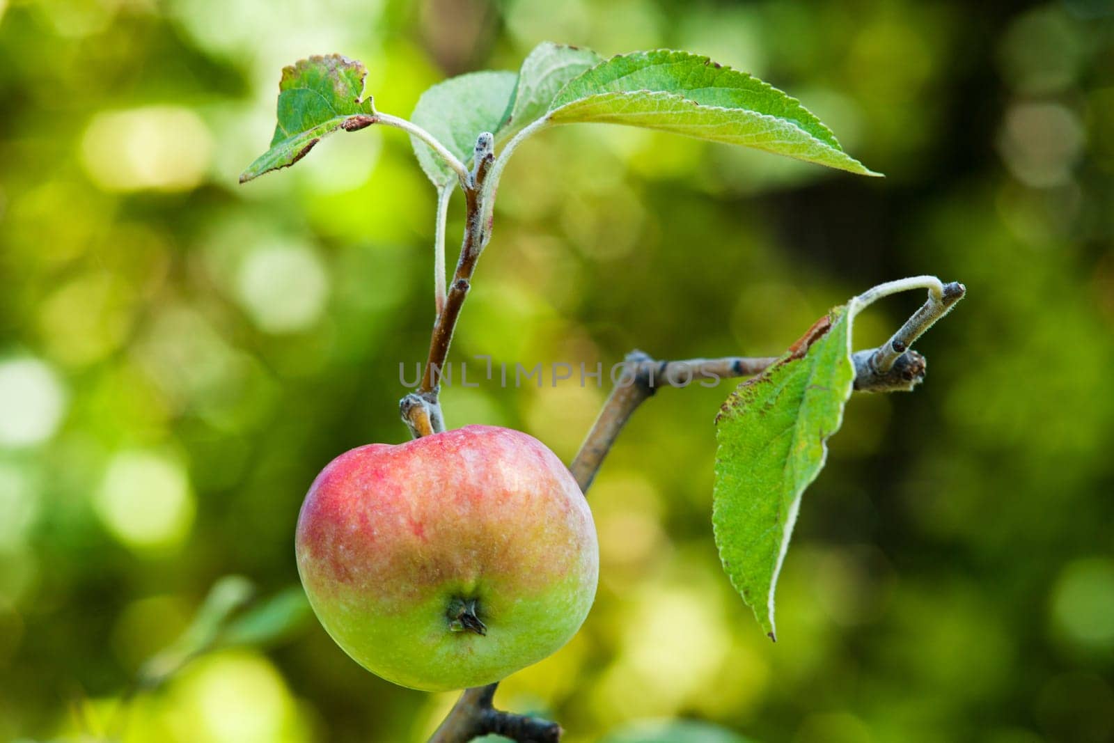 Apple on tree,unripe fruit on a branch against blurred background