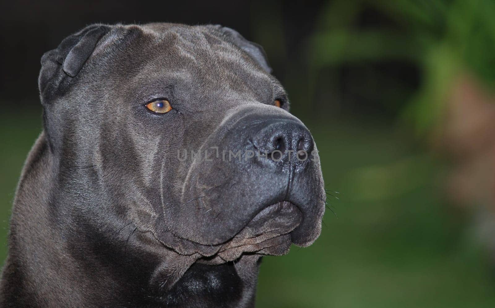 Our Tai
