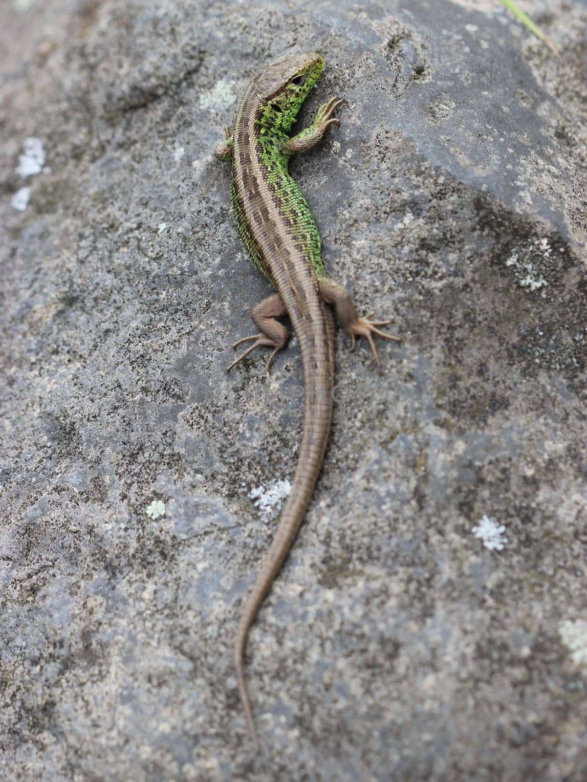 Sand lizard on stone