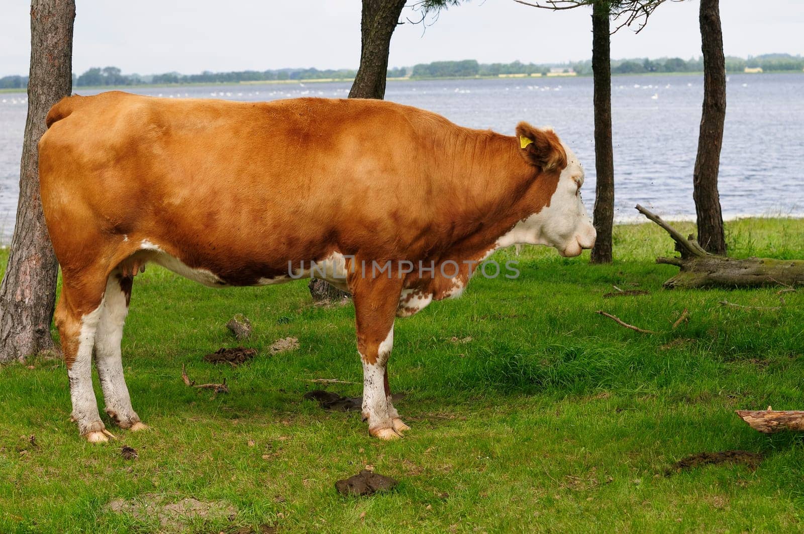 Jersey cattle