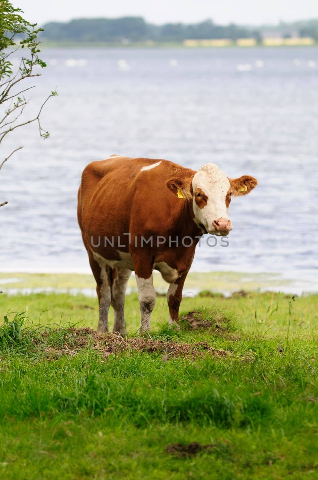 Jersey cattle