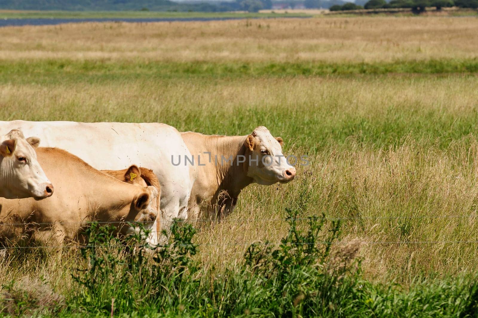 Jersey cattle