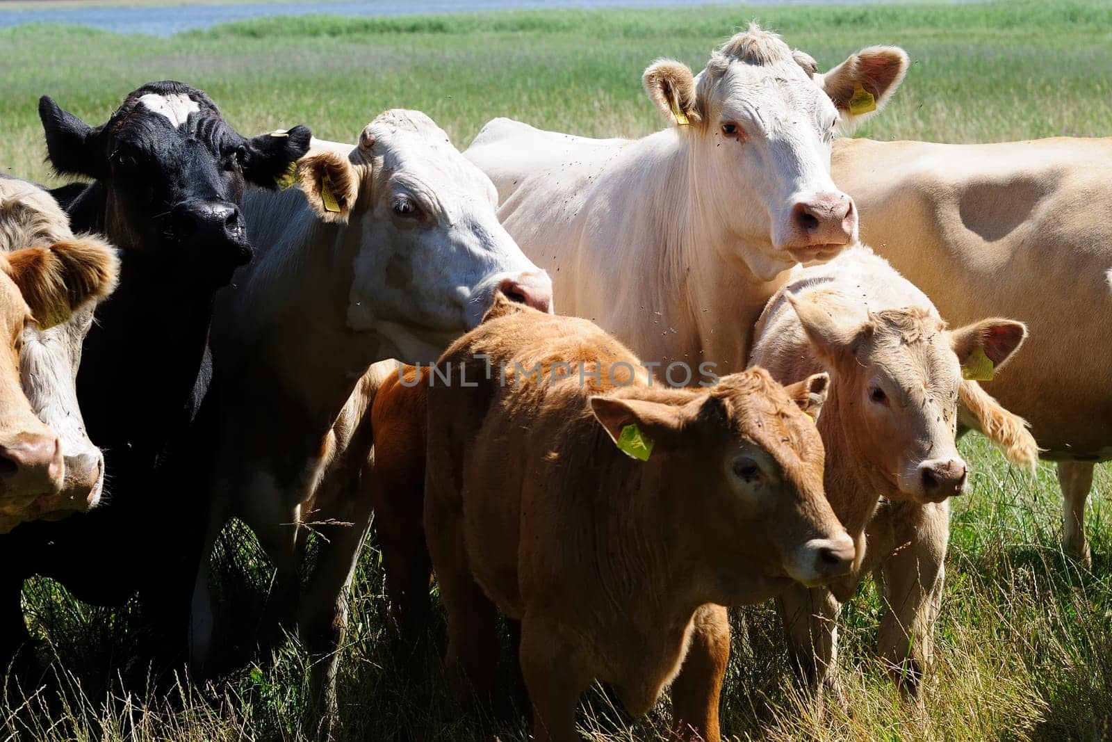 Jersey cattle
