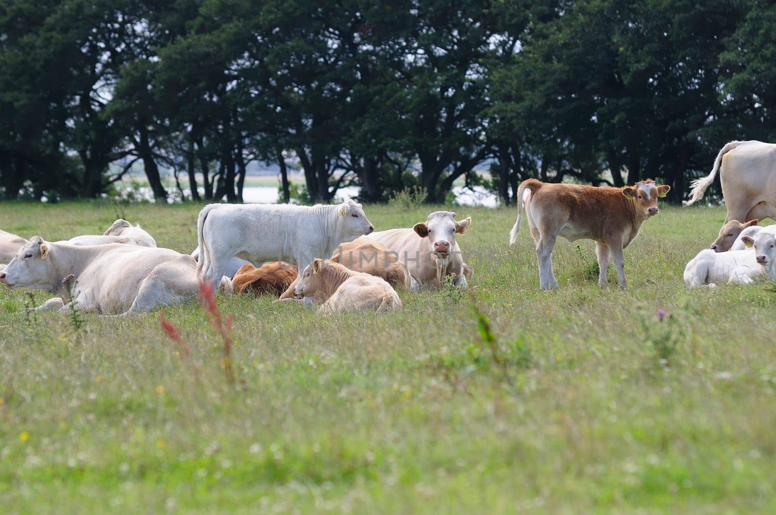 Jersey cattle