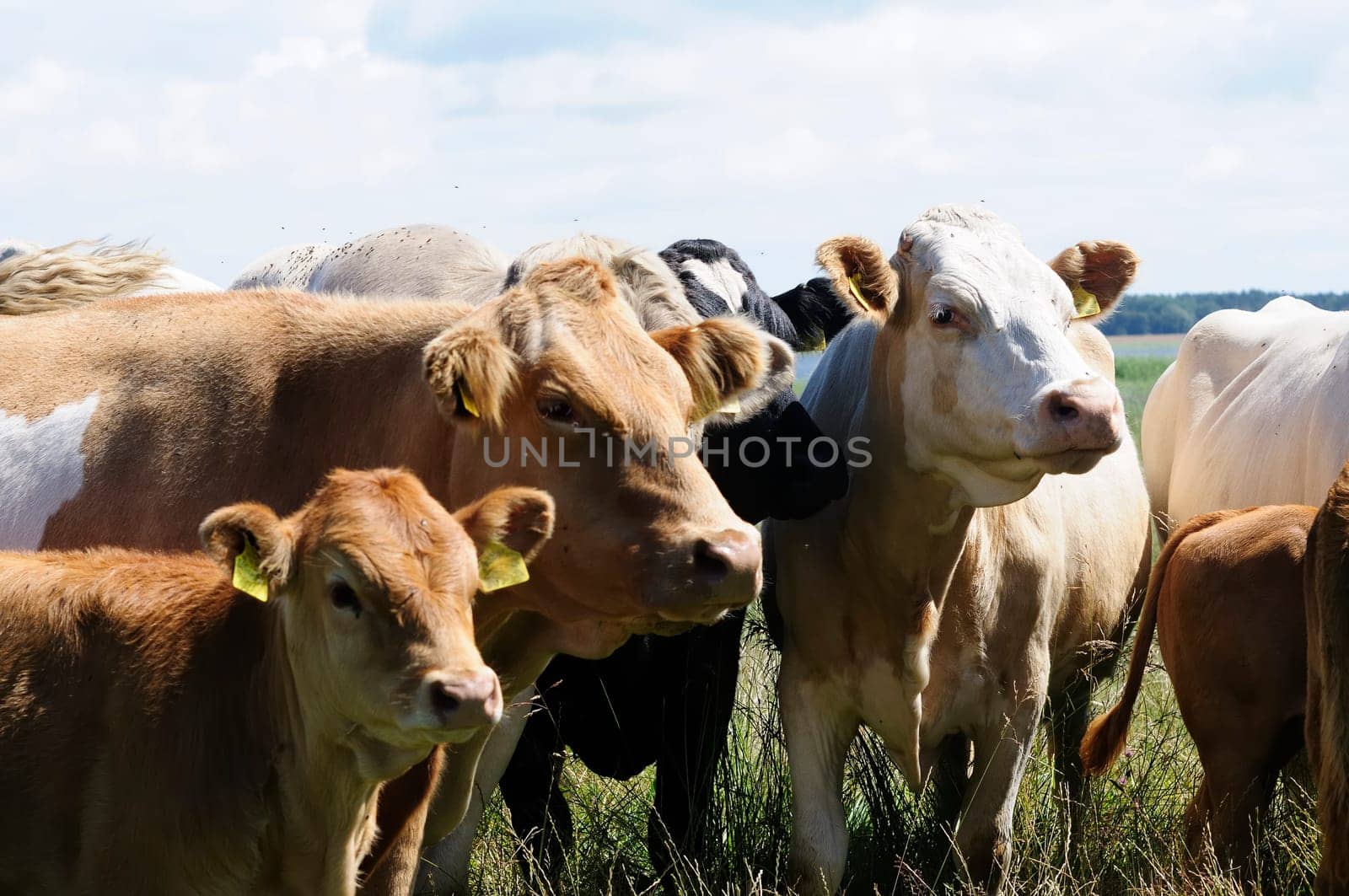 Jersey cattle