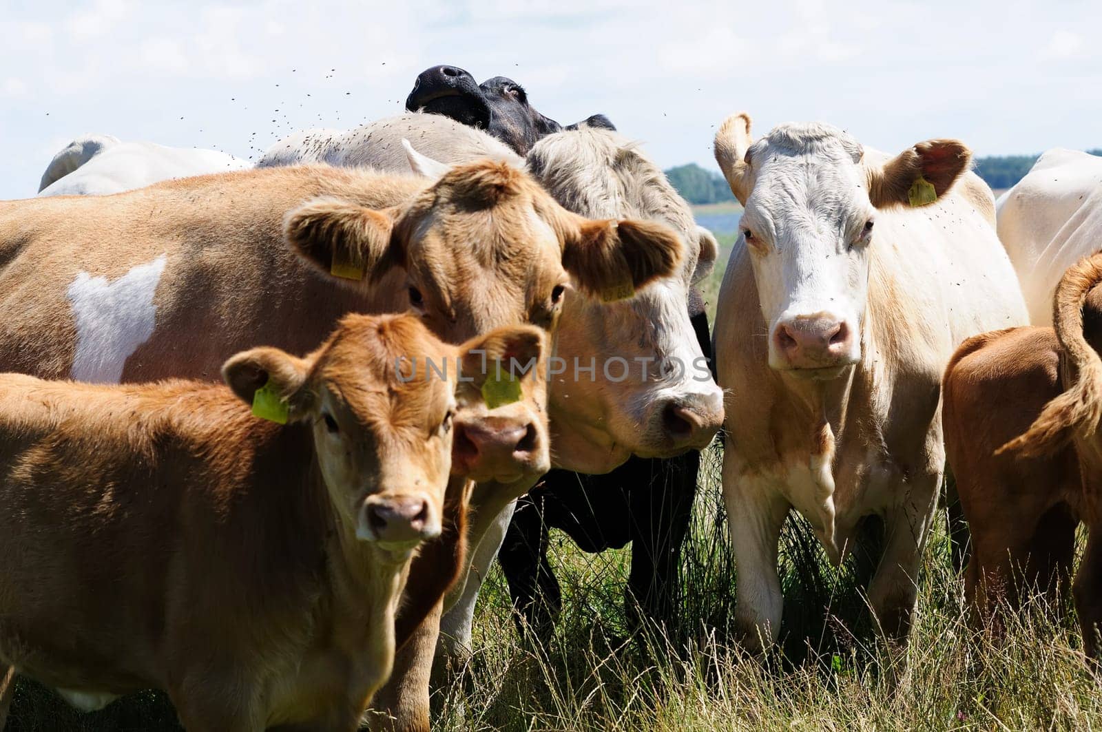 Jersey cattle