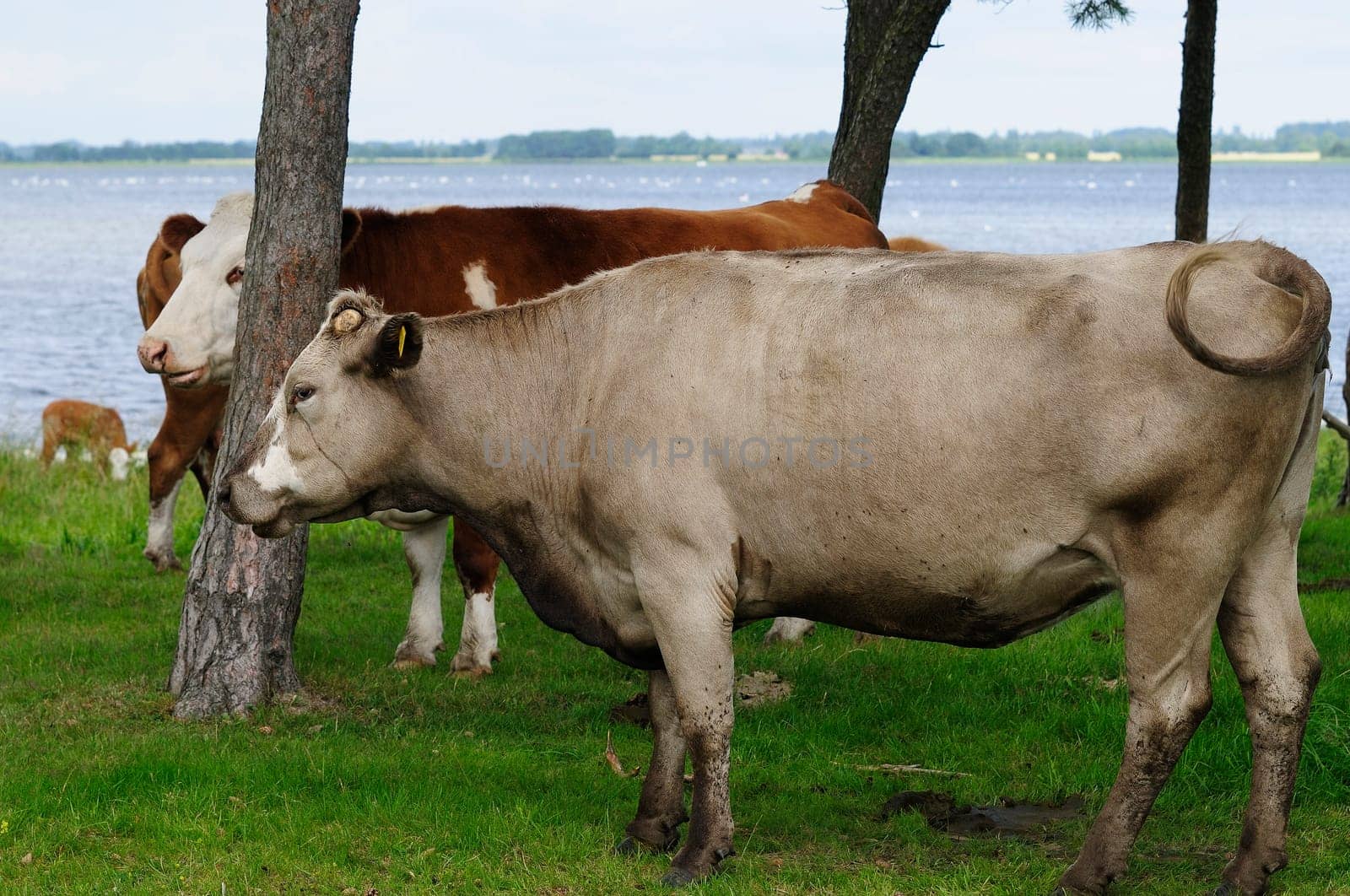 Jersey cattle