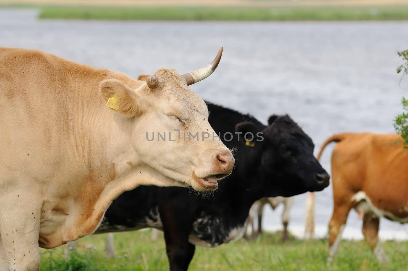 Jersey cattle