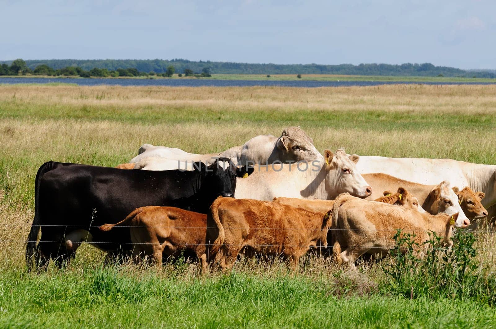Jersey cattle
