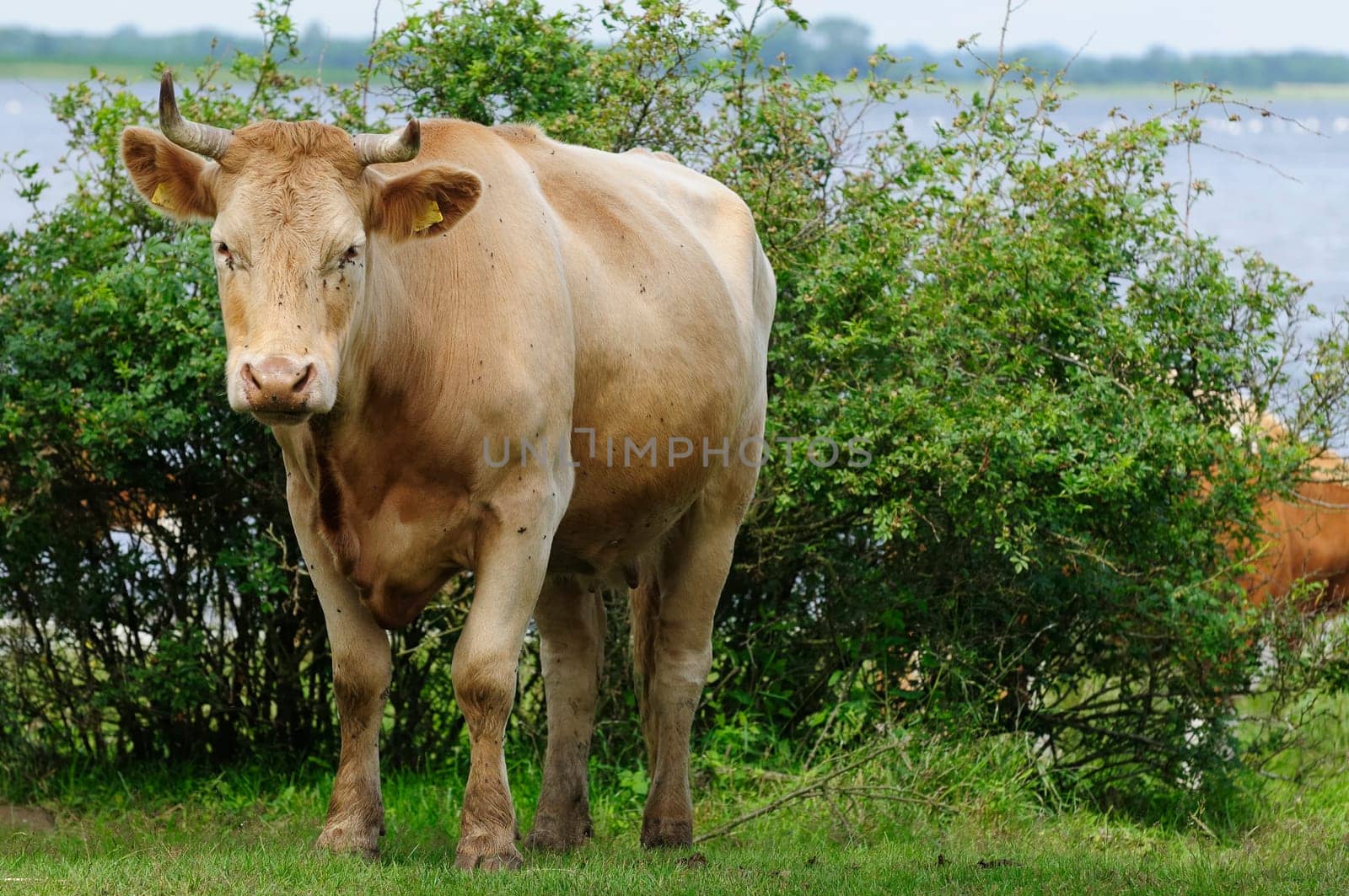 Jersey cattle