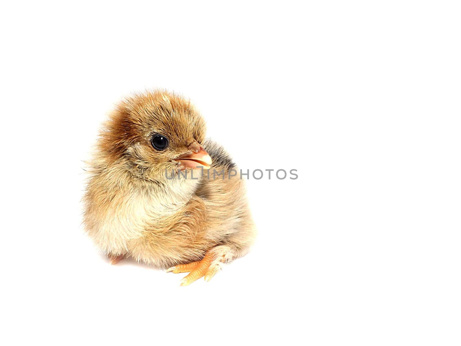 Live chickens