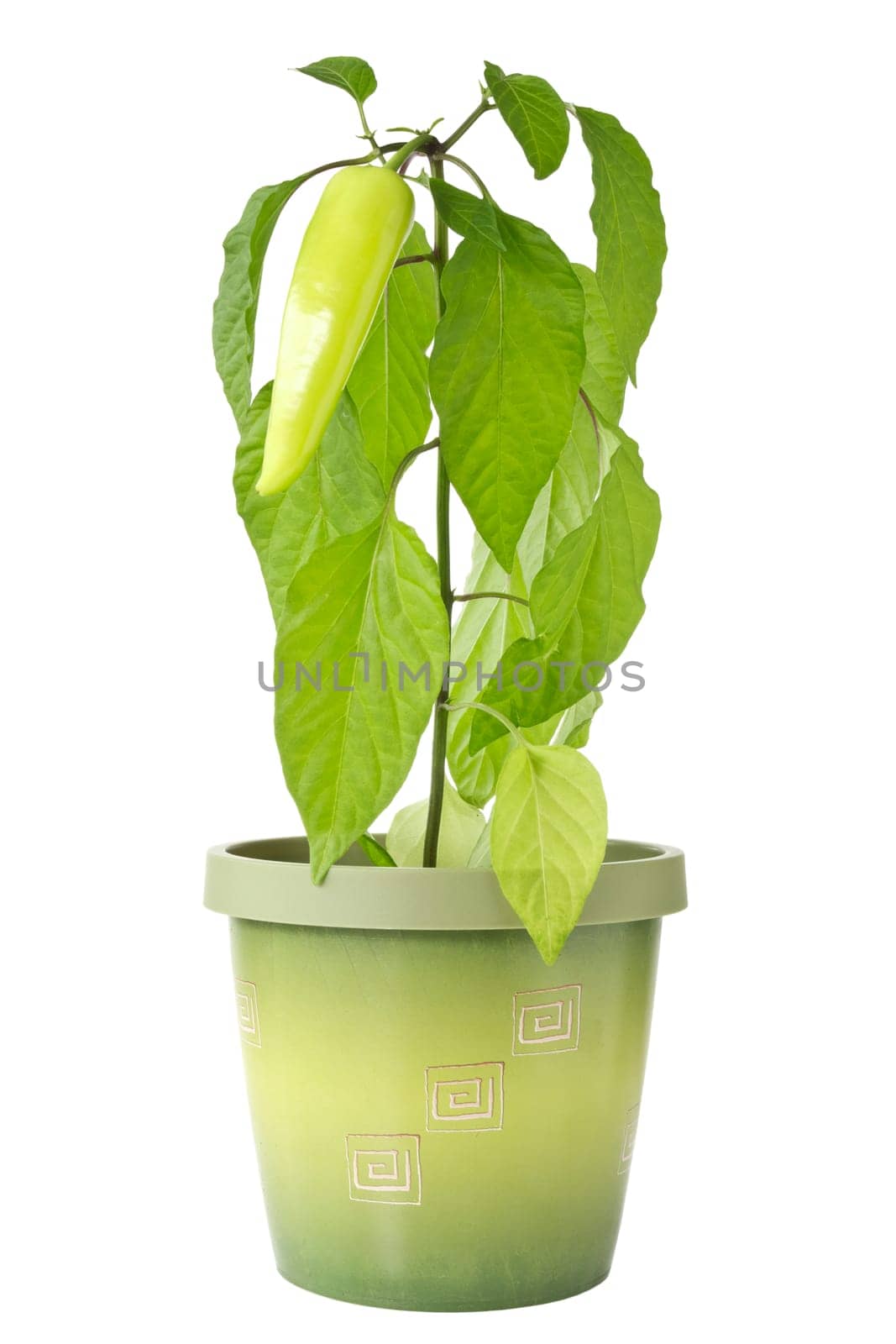 Pepper plant in a pot isolated on  white background