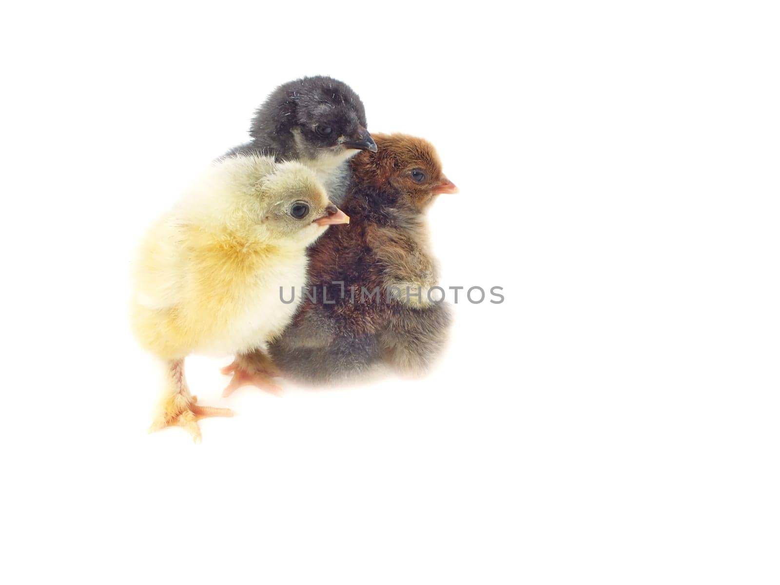 Live chickens