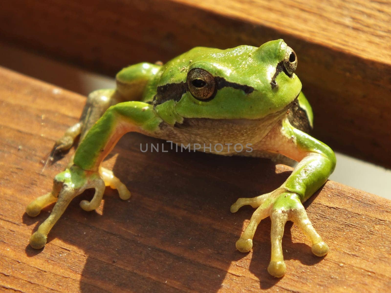 frog