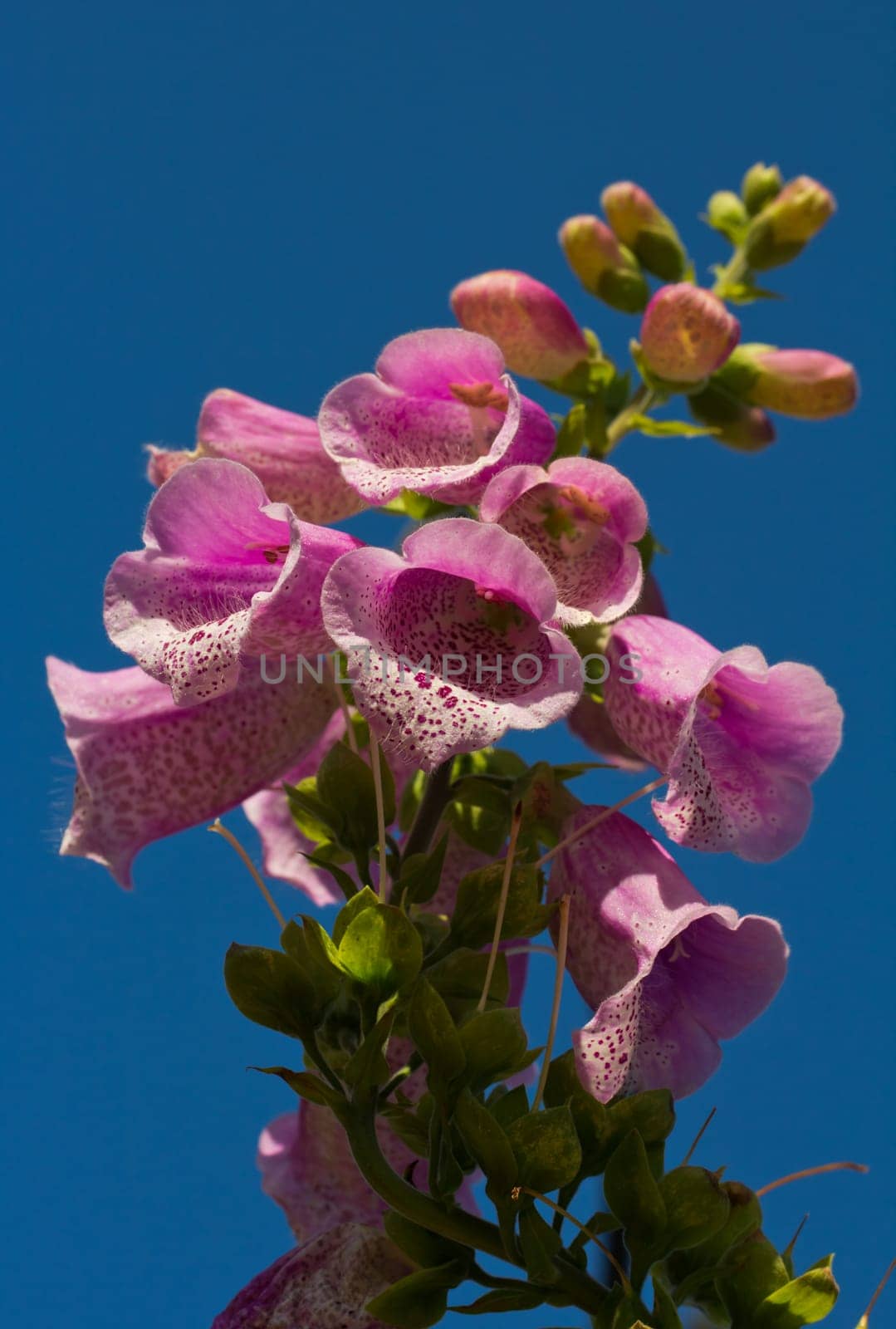 Bright pink Foxglove Flowers