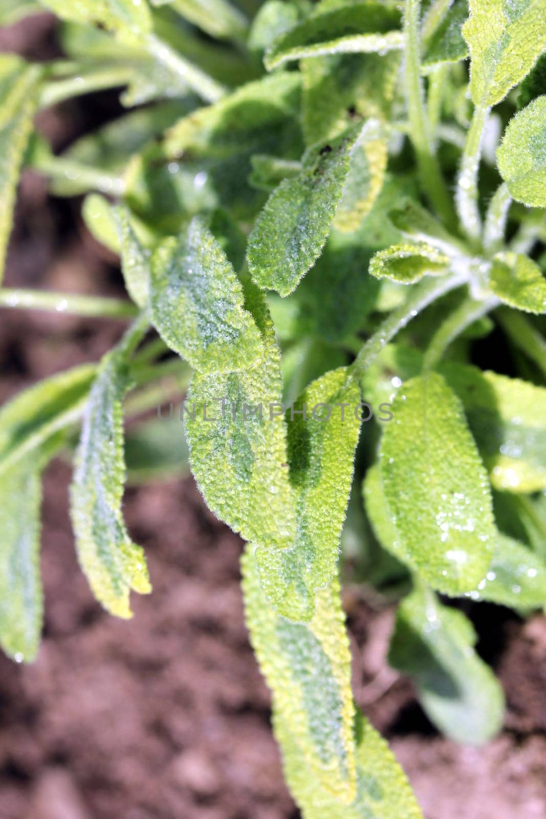 sage plant