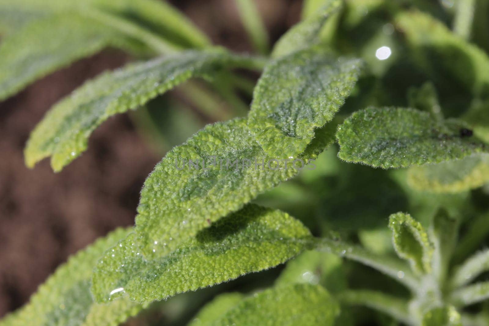 sage plant