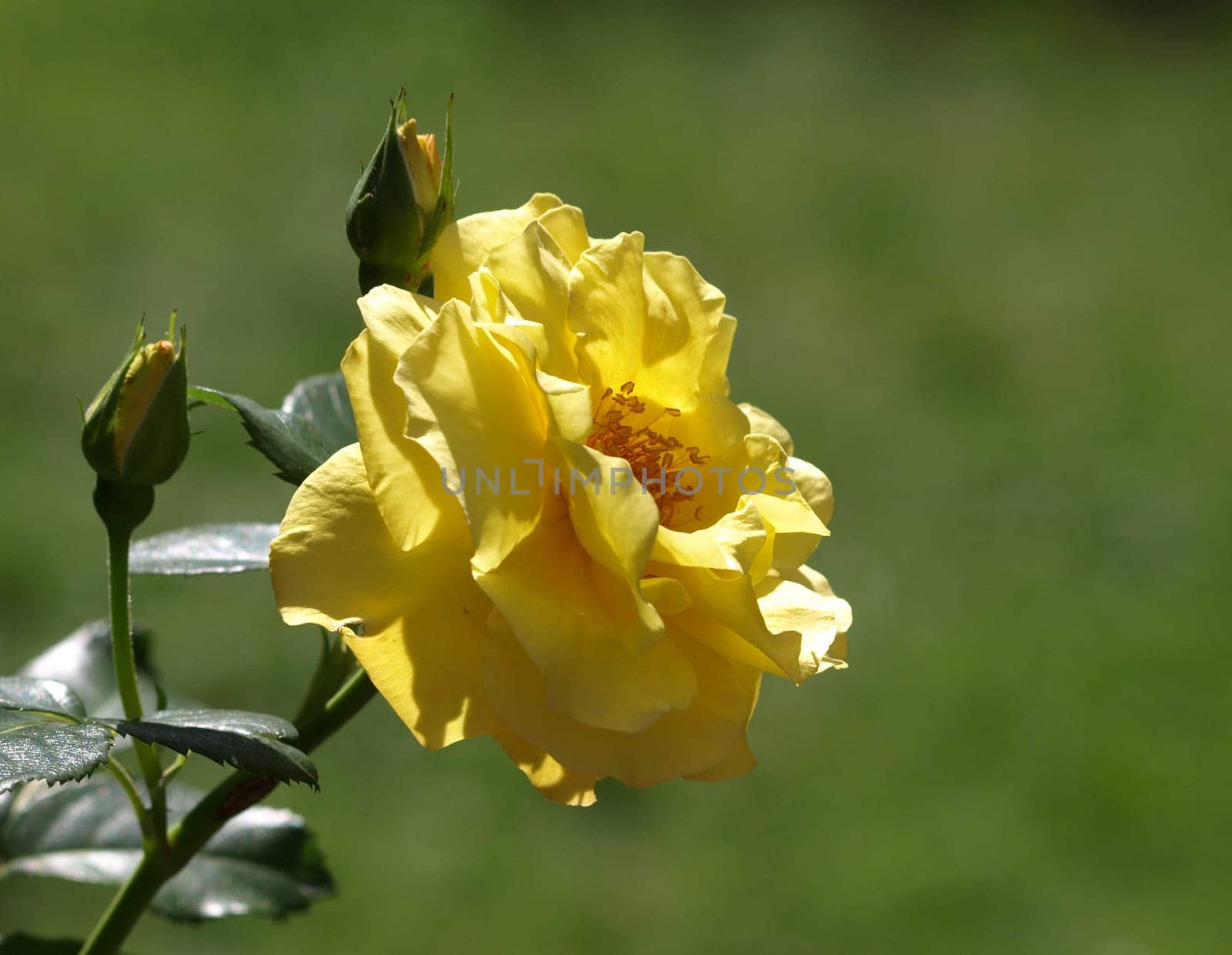 rose without hip without rosehip