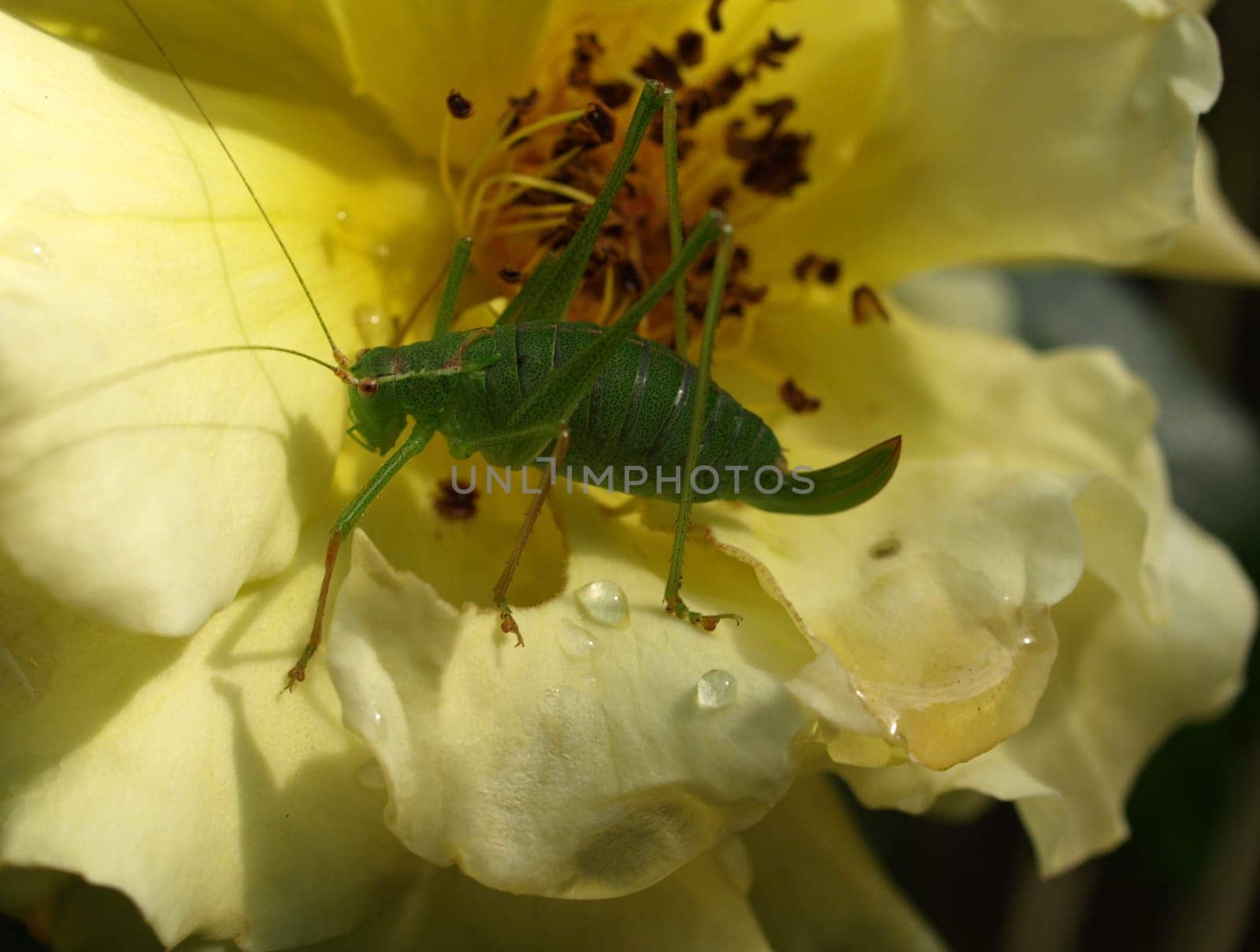 Grasshopper