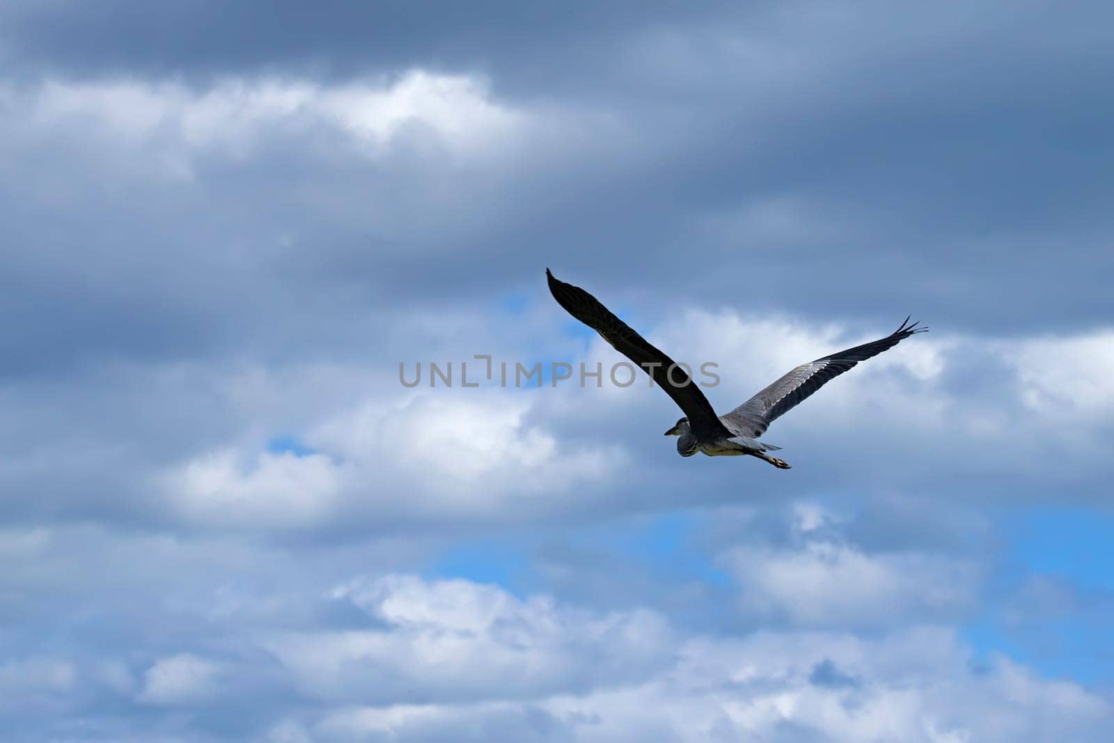 Great heron flying over lake. Blue sky with clouds in the background.  (Camargue park in France)