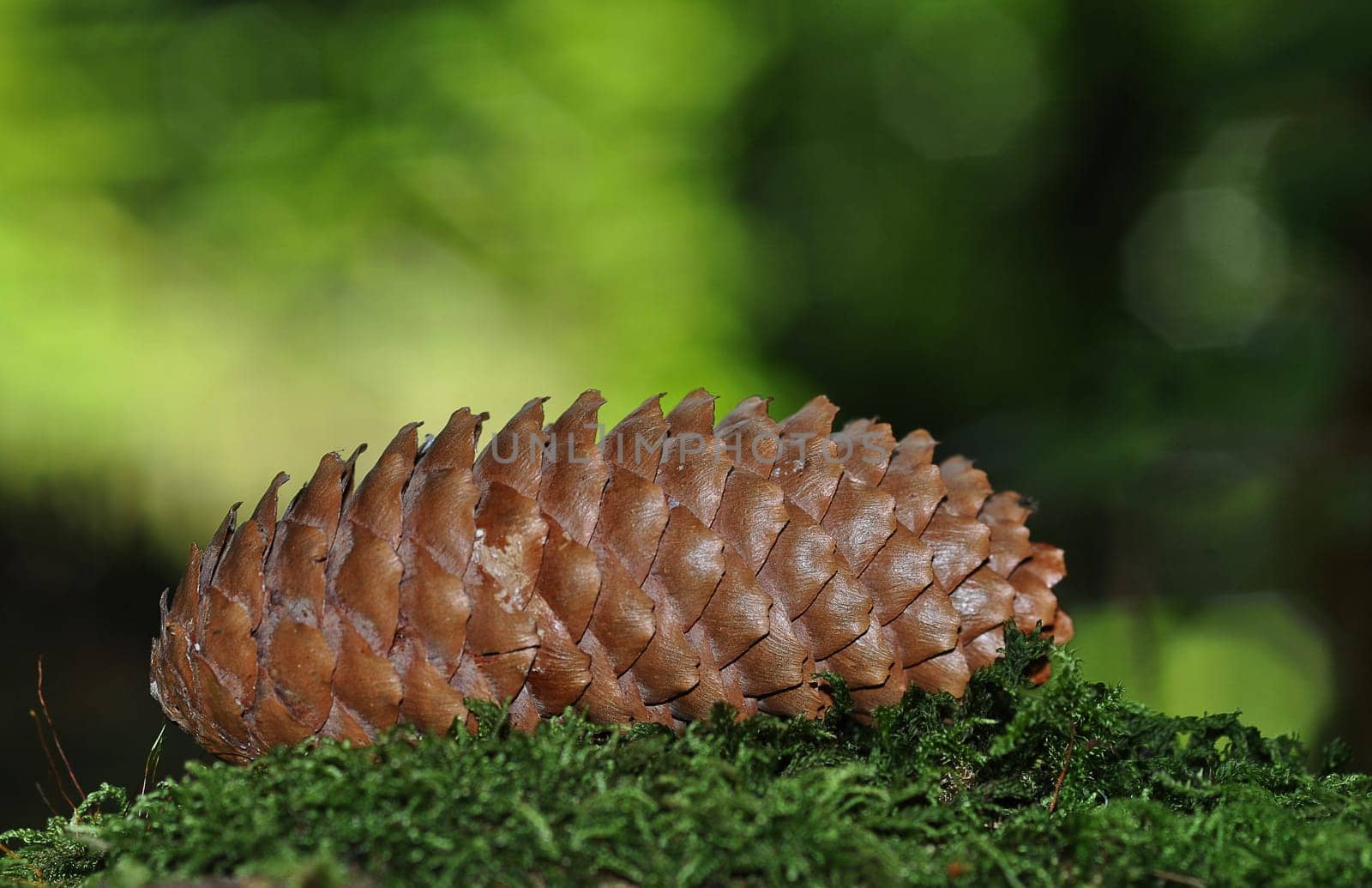 Fir cone
