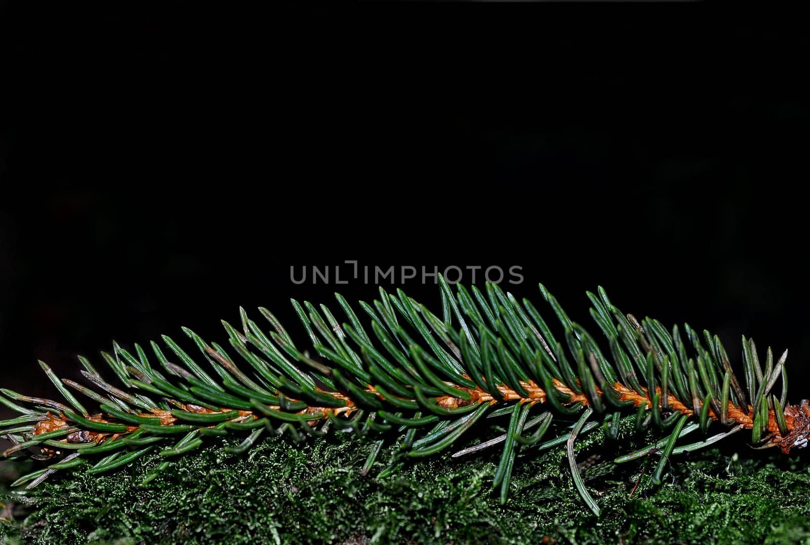 Fir needles