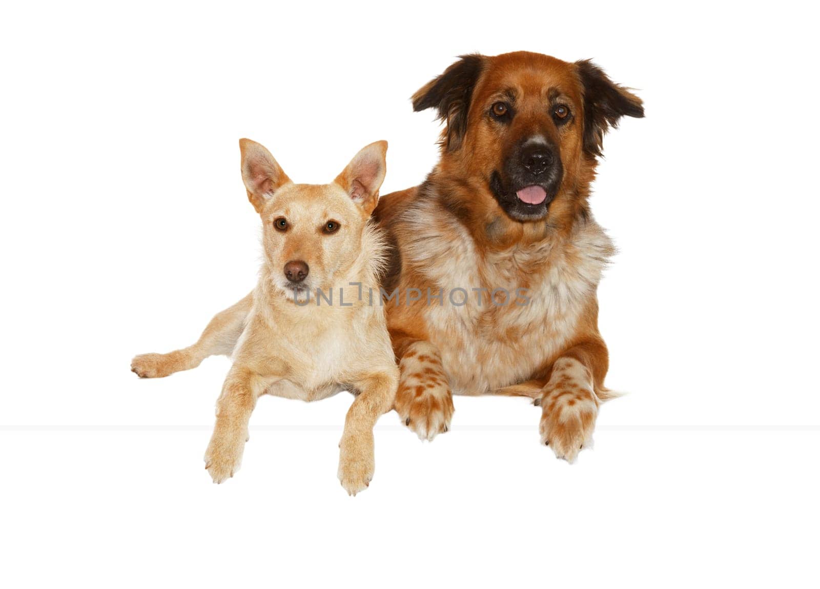 Alert jack russel terrier and large mixbreed dog lying close together side by side isolated on white
