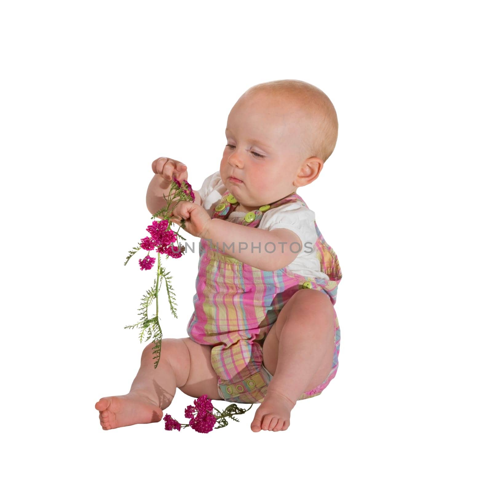 Pretty young baby sitting barefoot on the floor totally absorbed in playing with a small bunch of pink flowers isolated on white