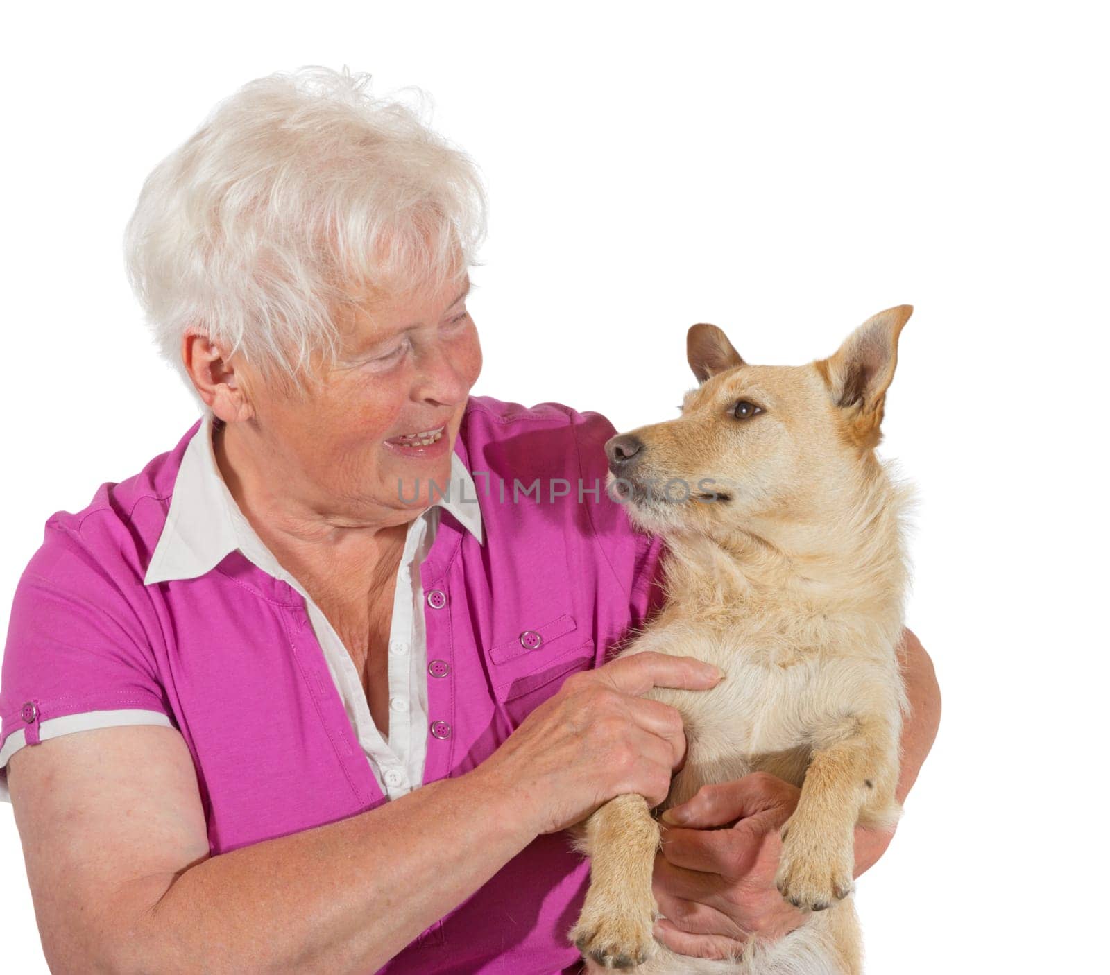 An elderly grey-haired woman smiles lovingly at her jack russel terrier as she holds him in her arms, studio portrait isolated on white