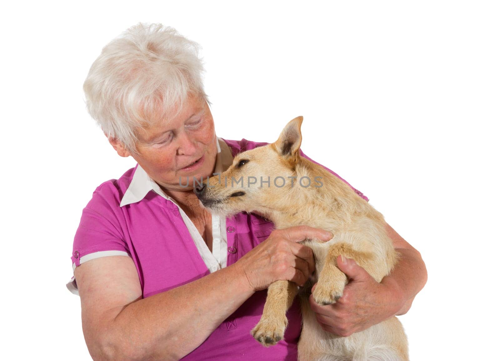 Loving elderly woman cuddling her loyal jack russel terrier as the dog reciprocates by laying his head on her chest