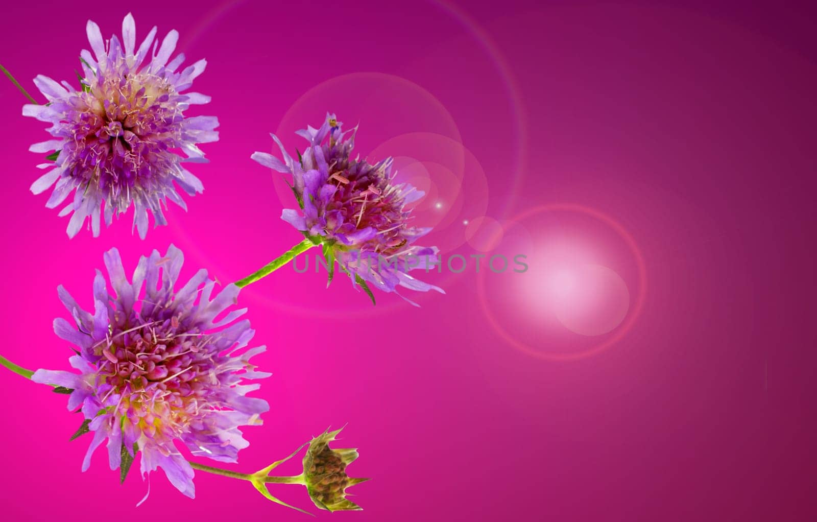 Lilac coloured Pincushion flower or scabiosa columbaria which attracts inects in the garden with its rich nectar