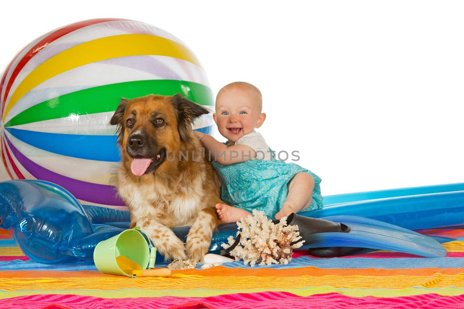 Adorable laughing little baby hugging a large brown dog on a plastic lilo with a large striped beach ball and colourful towel, studio image against white
