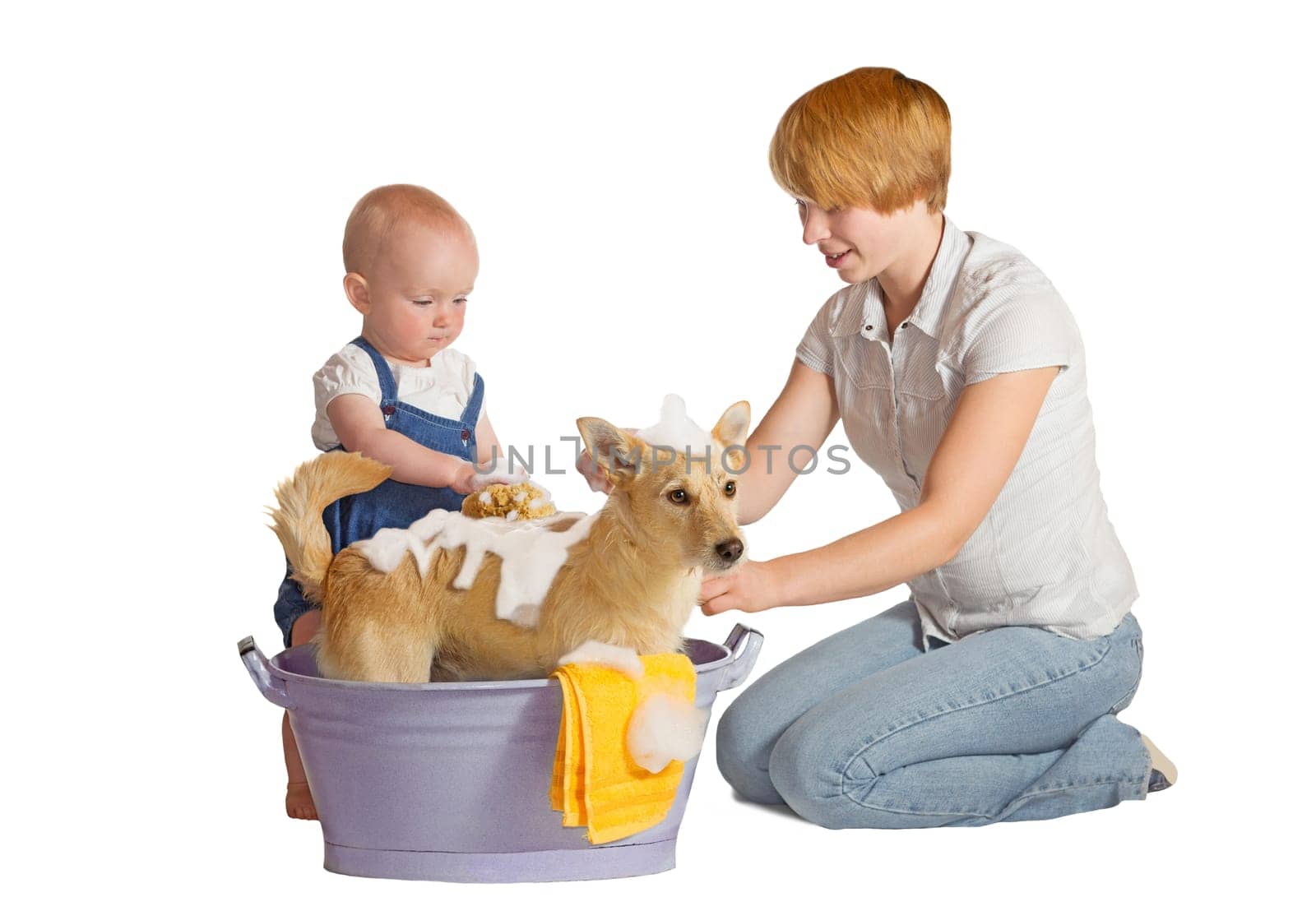 Mother and baby washing their dog, jack russel terrier - isolated on white