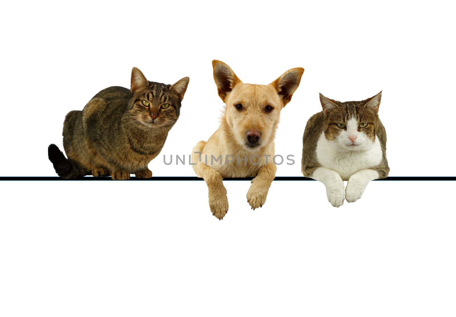 Dog flanked by two cats lying on top of a blank banner for your text with their paws dangling and alert expressions as they face the camera