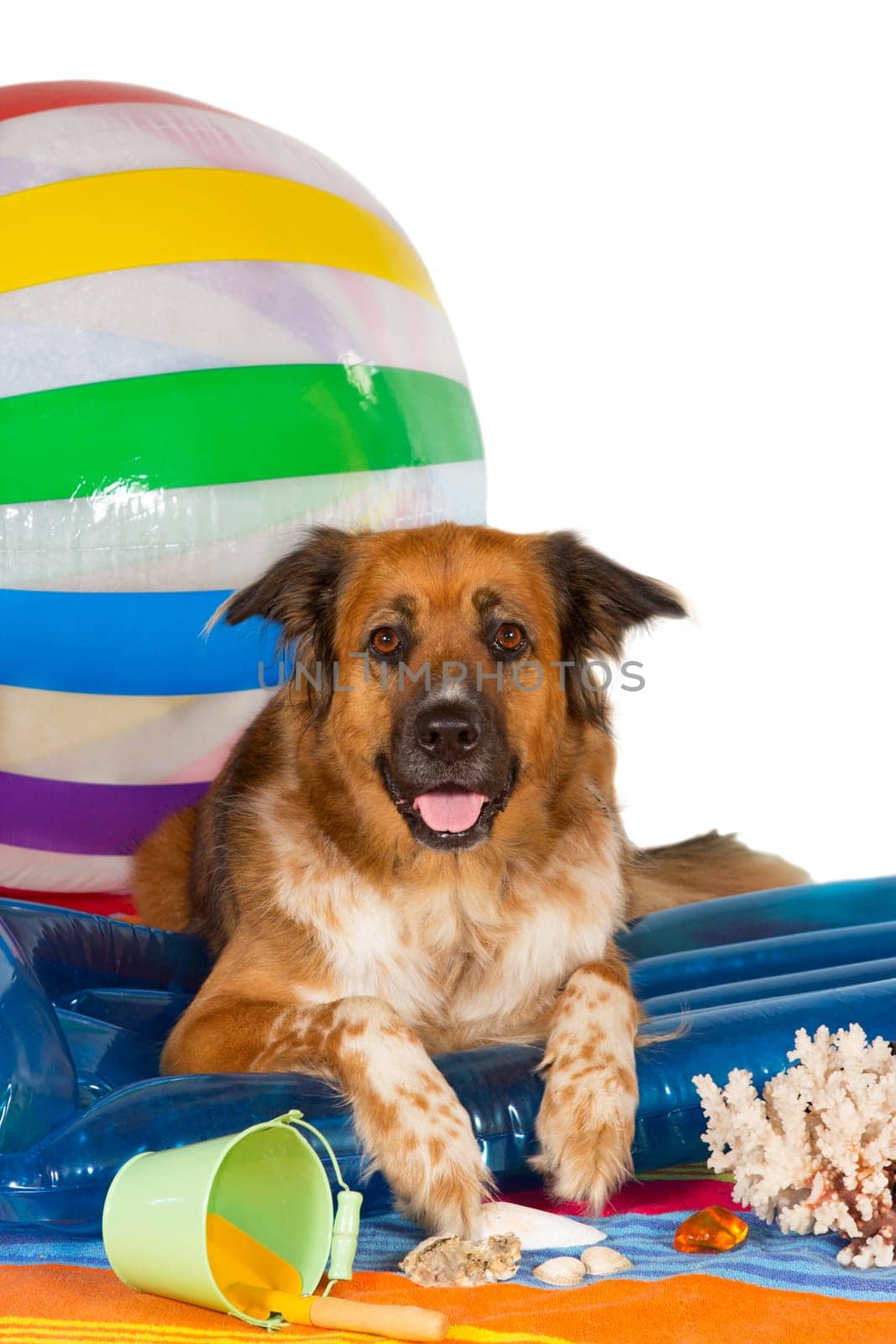Conceptual studio image of a happy dog at the seaside lying on a blue plastic lilo with a bucket and large colourful striped beachball