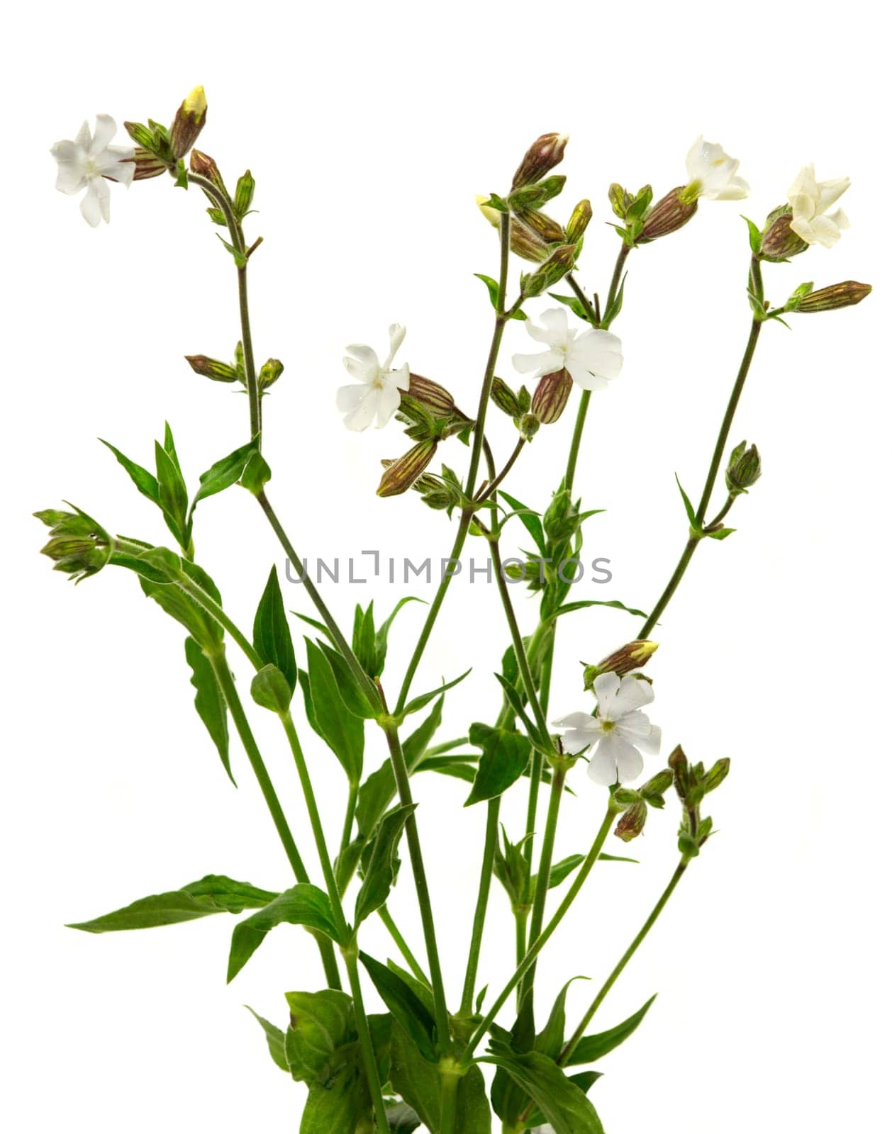 White campion flower, or Silene latifolia, which is an evening-opening flower with a distinctive inflated calyx also sometimes called catchfly