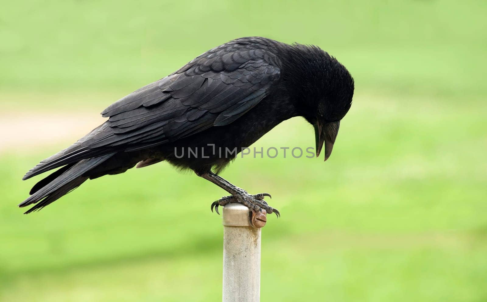 Raven