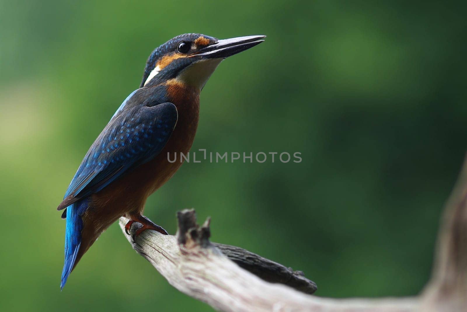 Kingfisher (Alcedo atthis)