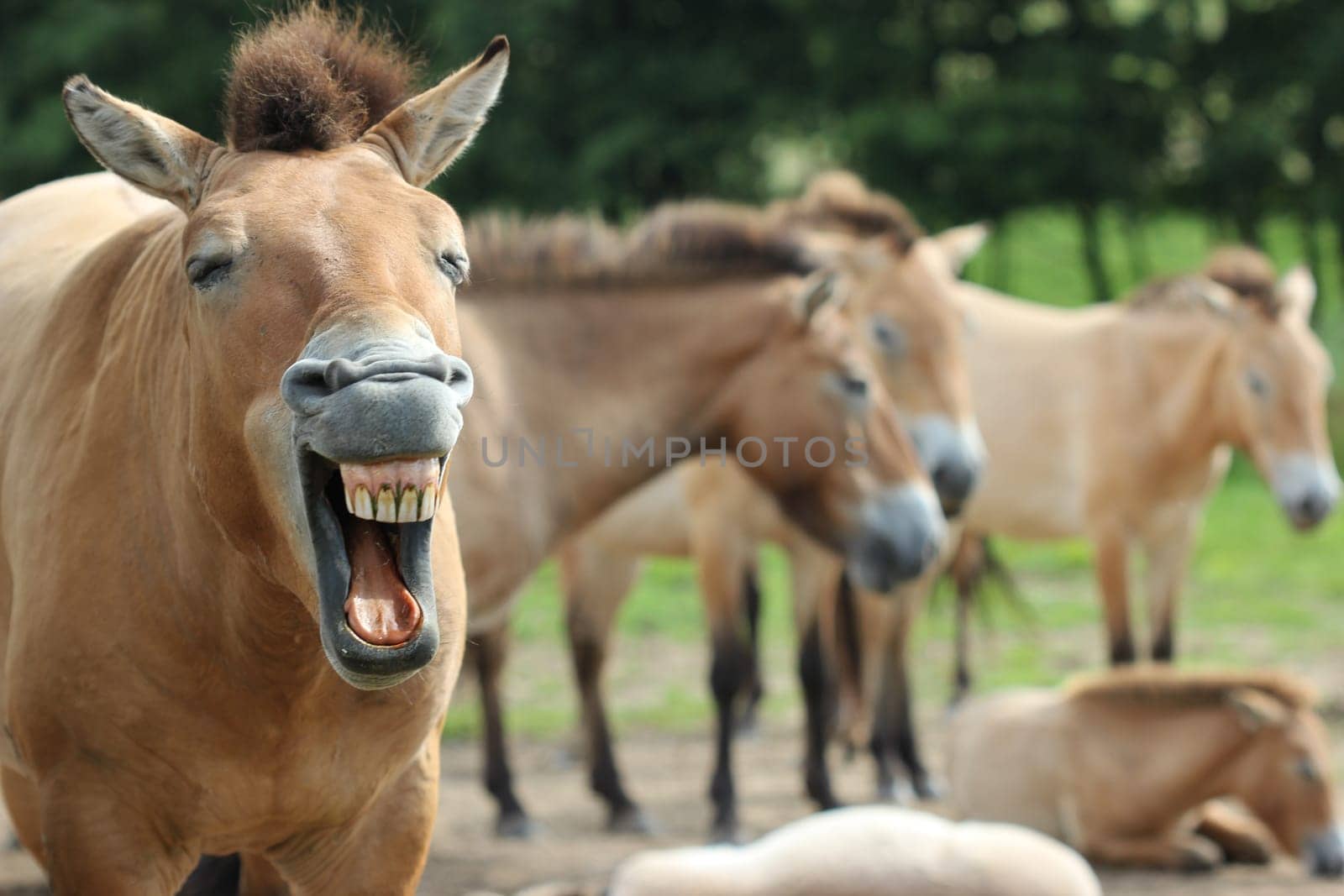 Yawning Przewalski's stallion with his herd