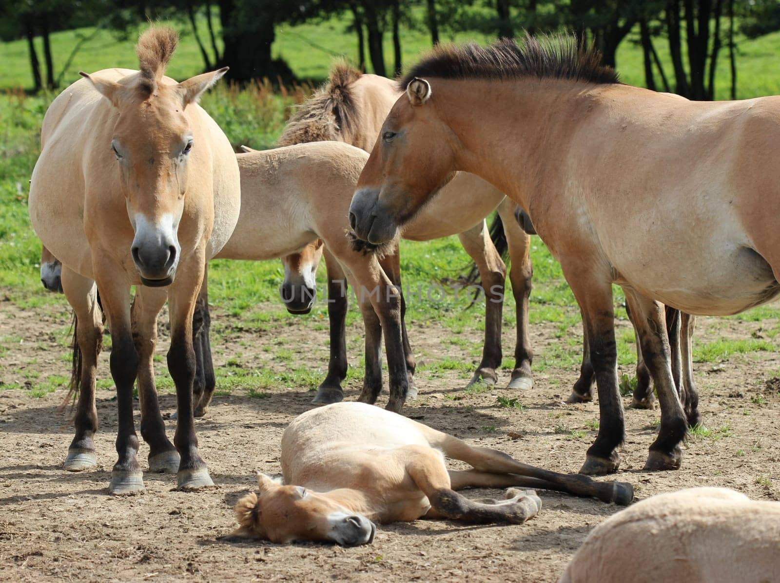 Przewalski's horses with foals at Sababurg Zoo