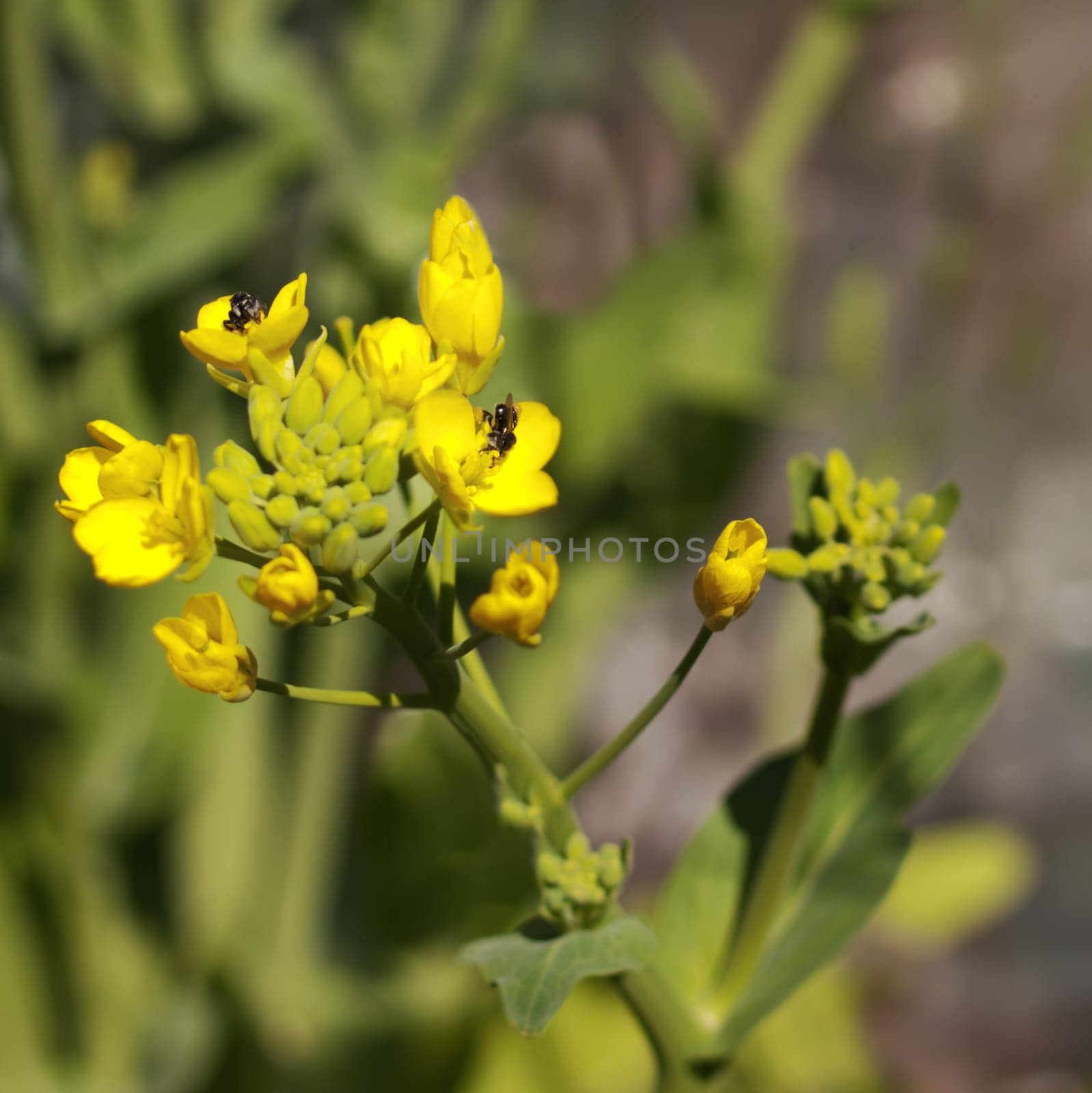 Biodiversity australian native bees on yellow organic boc choy spring flower