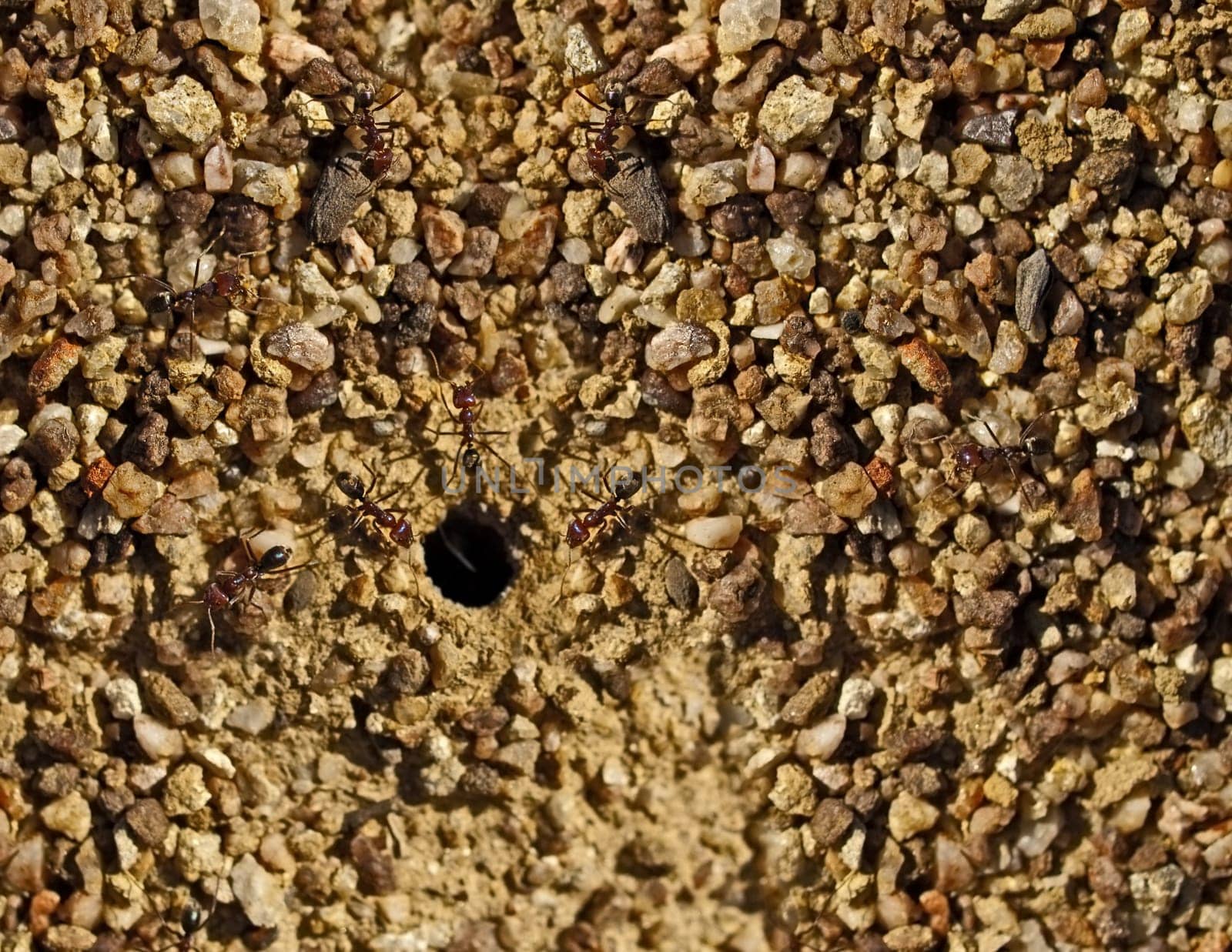 Australian bull ants nest entry in stony pebble granite texture background