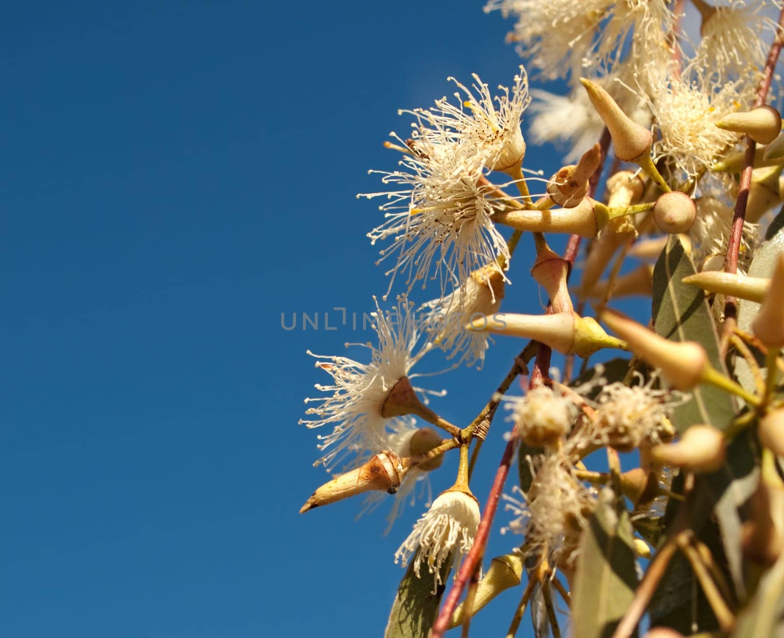 Australian native wildflowers Eucalyptus tereticornis white flowers against blue sky