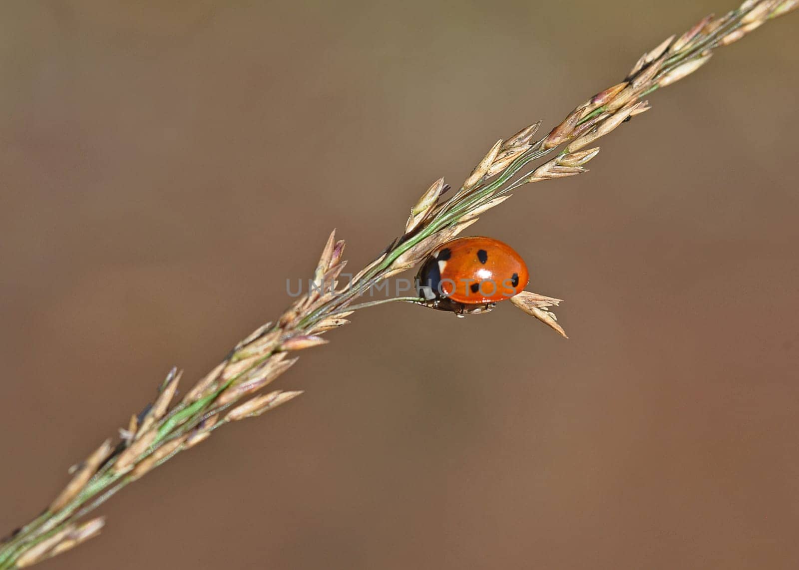 Ladybird