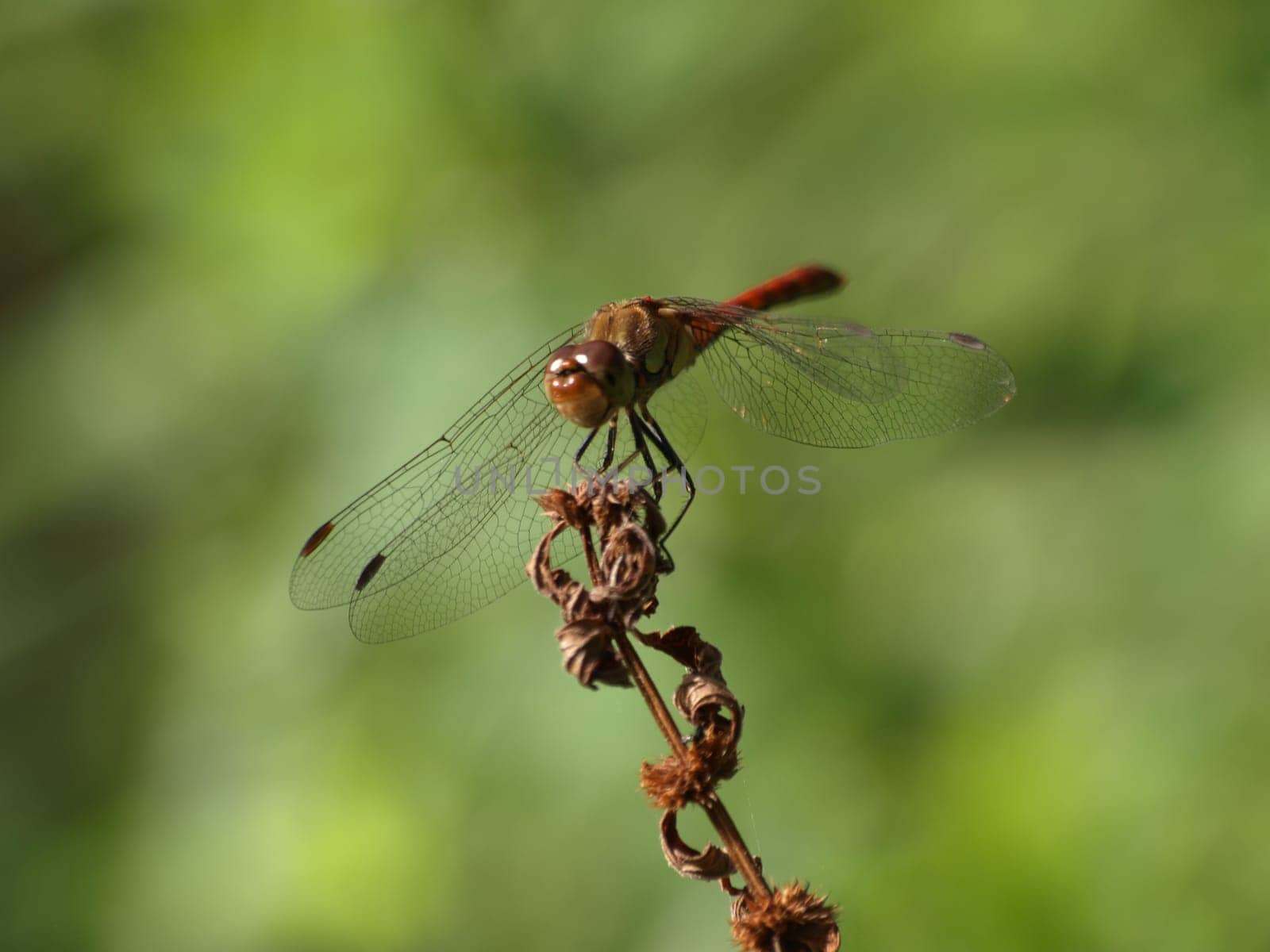 Yellow-winged darter