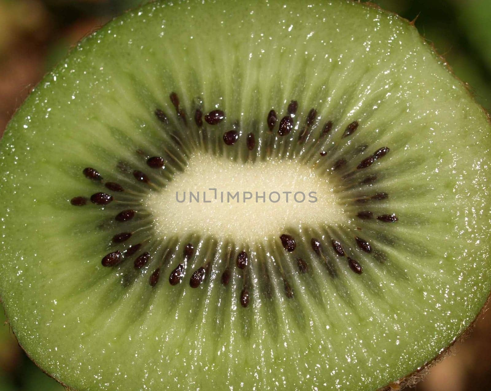 Kiwi