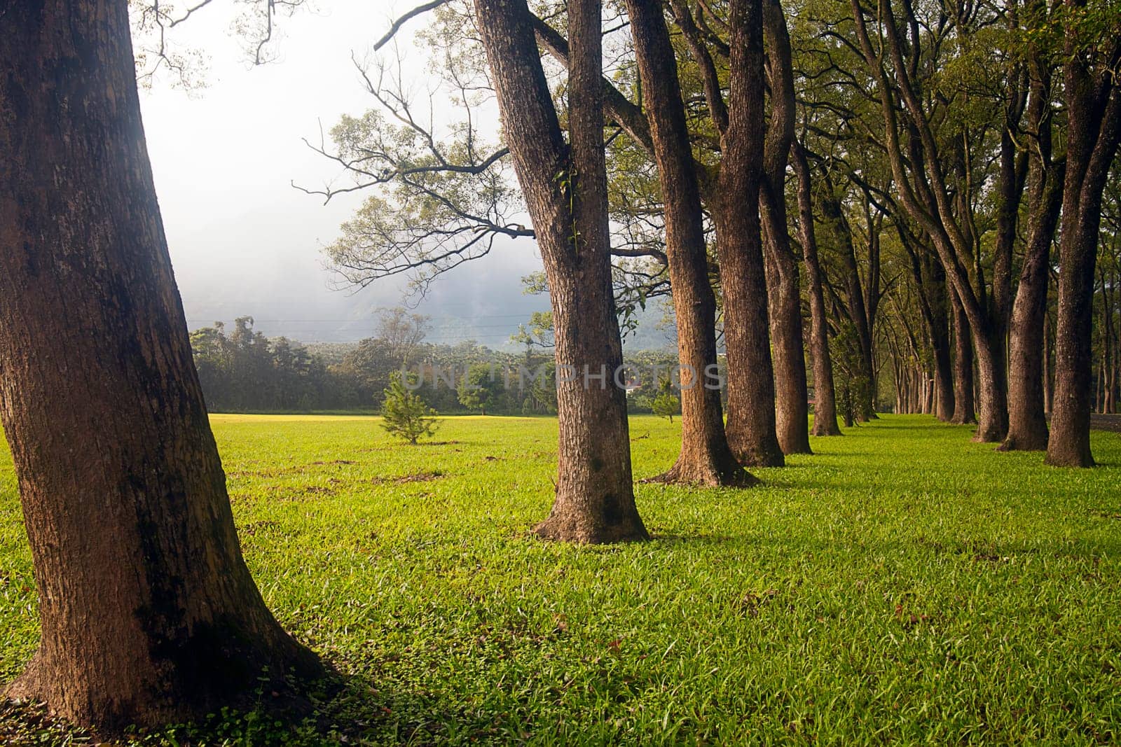 Green trees in park and sunlight with nice house for adv or others purpose use