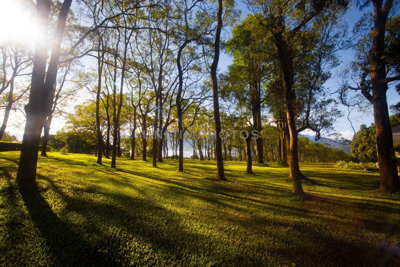 Green trees in park and sunlight with nice house for adv or others purpose use