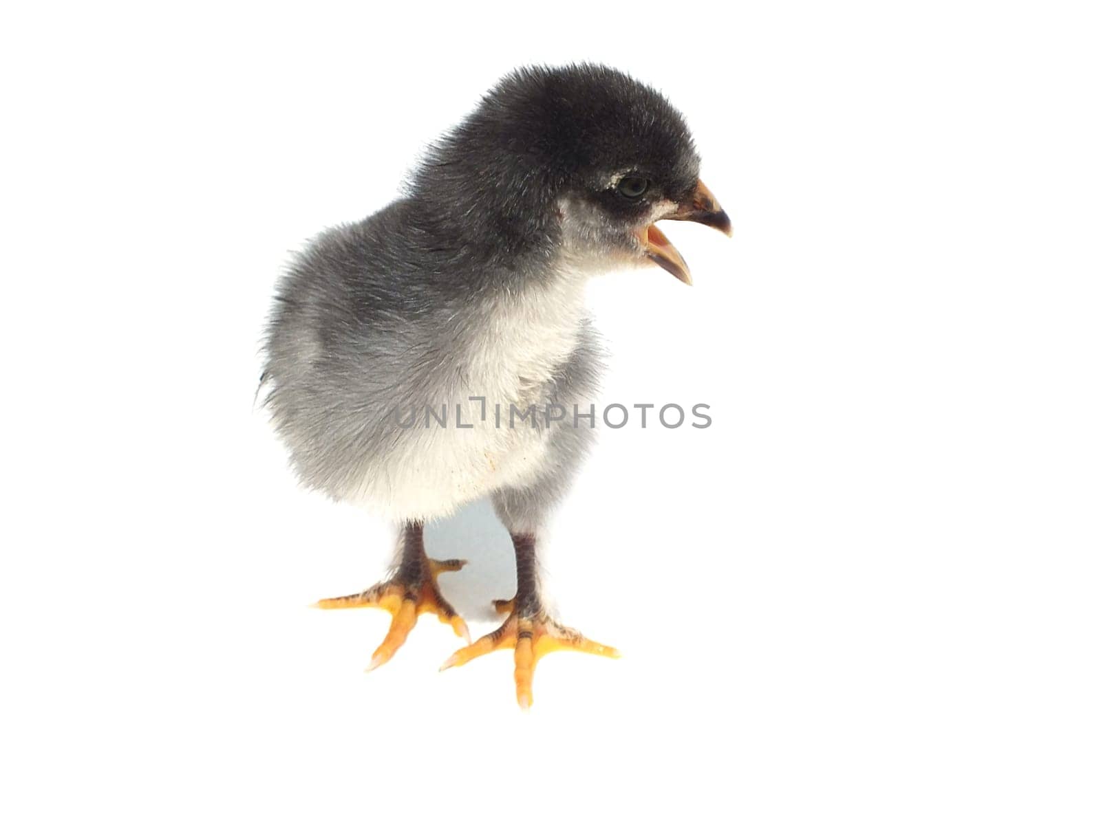 Live chickens