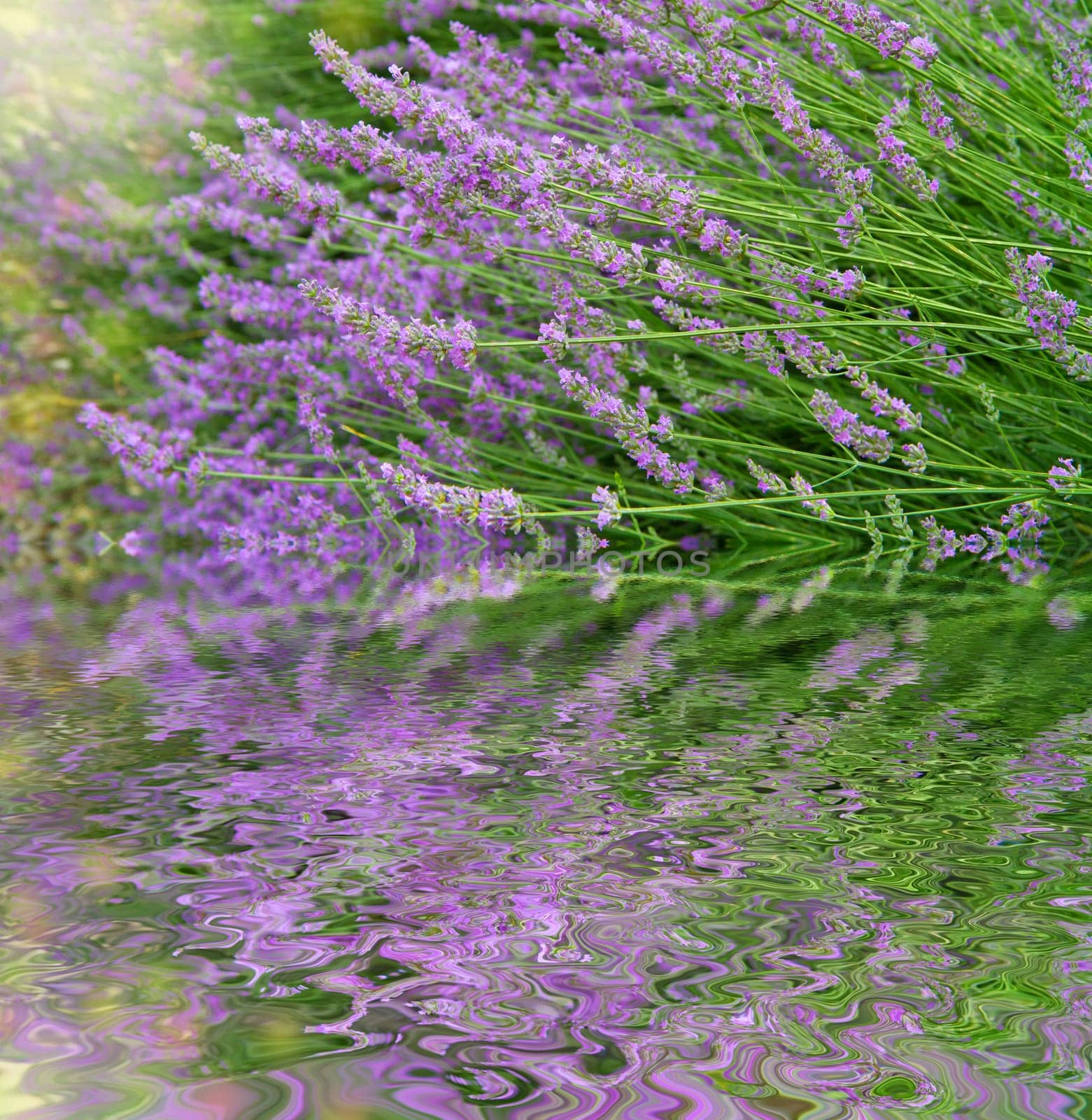 flowers of lavender